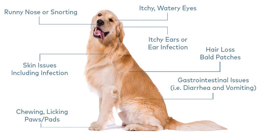 A happy dog being treated for allergies