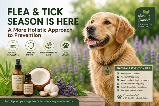 Flea & Tick Season Is Here: A More Holistic Approach to Prevention