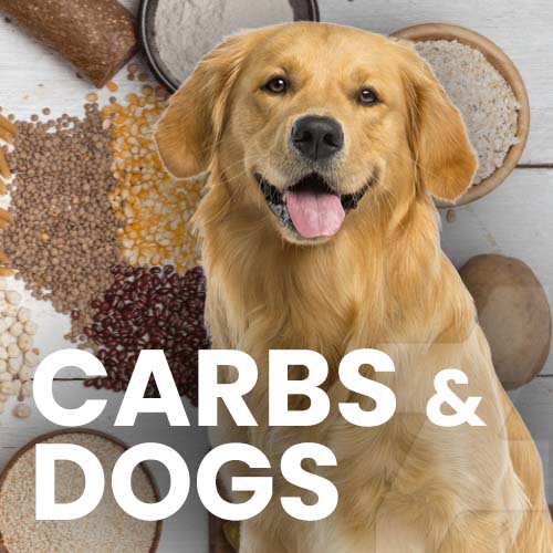 Carbohydrates and Your Dog's Diet - Your Canine Nutritionist