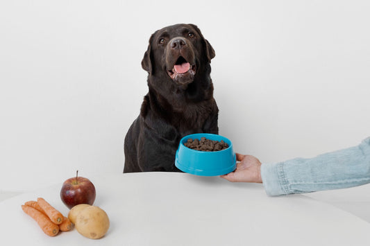 The Importance of Proper Nutrition for Dogs