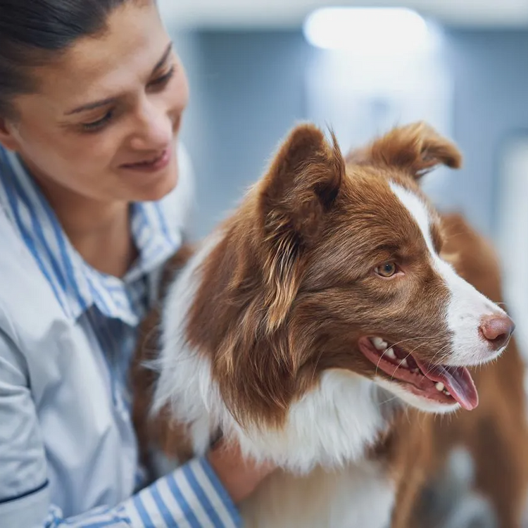 Personalized Dog Nutrition Plans | Your Canine Nutritionist - Cancer Dog Nutrition Consultation