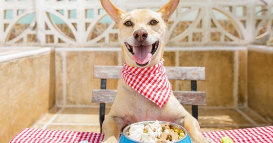 Staying Healthy Diets for Dogs