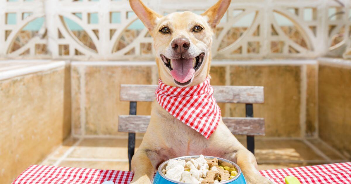 personalized-dog-nutrition-plans-your-canine-nutritionist