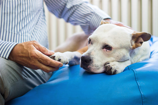 Veterinary Nutrition Consultation Services